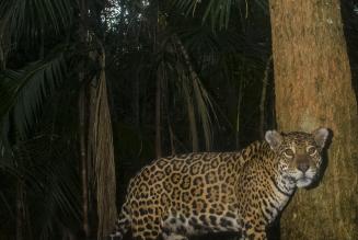 image - cat
