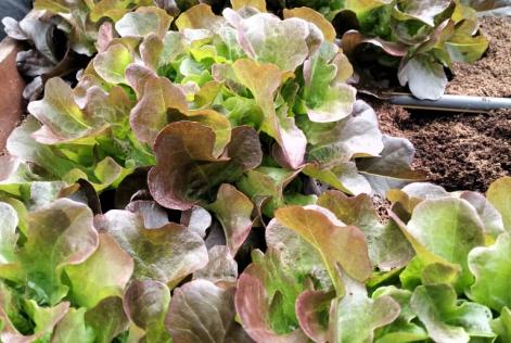 Fresh veg