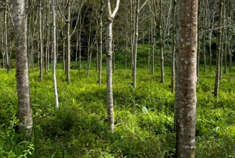 rubber plantation