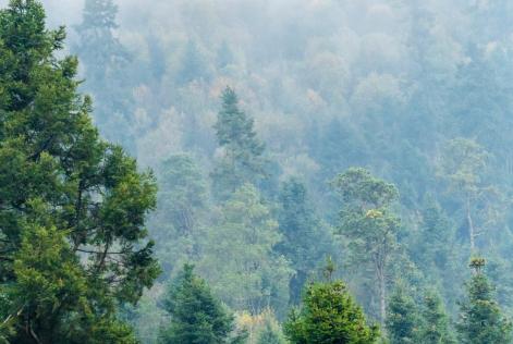 hero image - boreal canopy