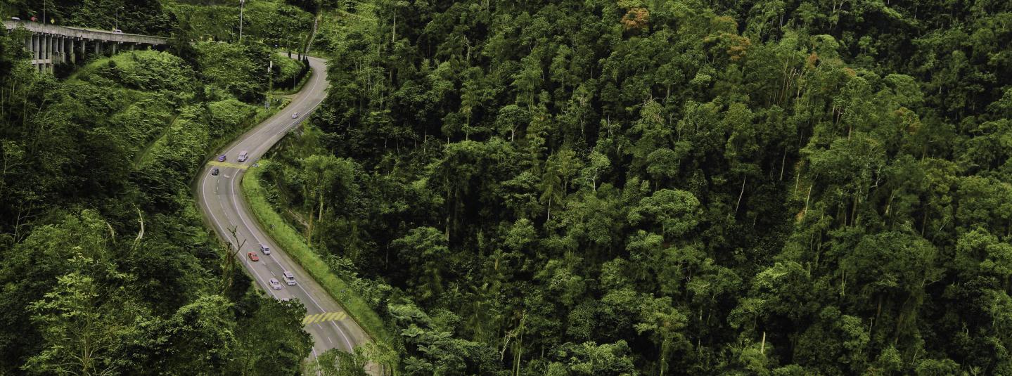 Forest Malaysia