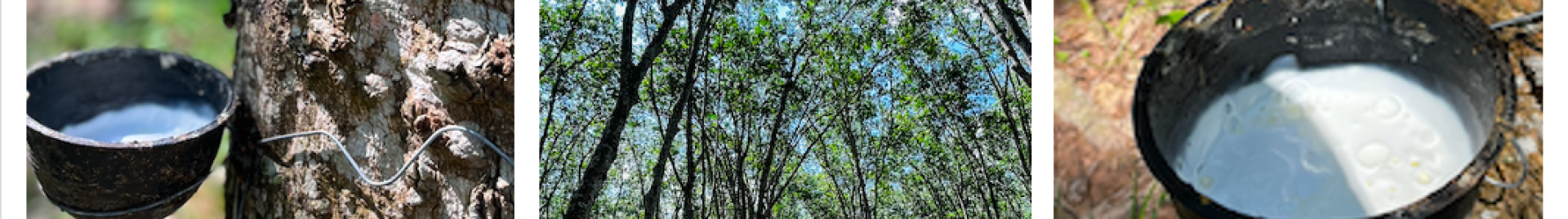 natural rubber banner