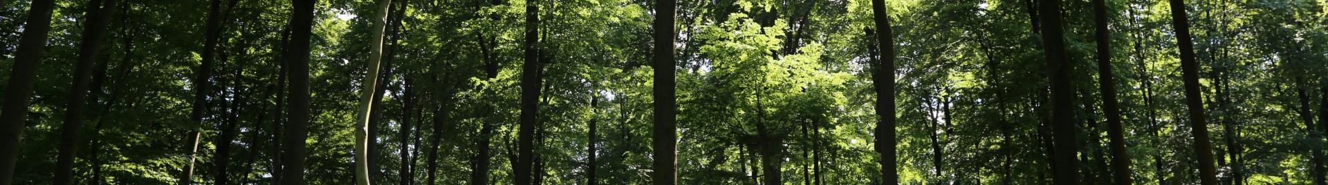 trees