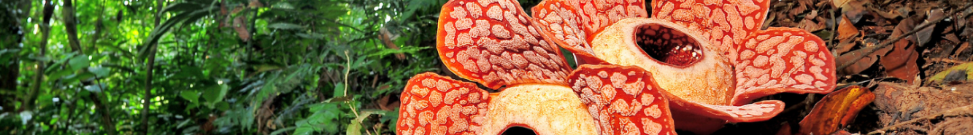 rafflesia