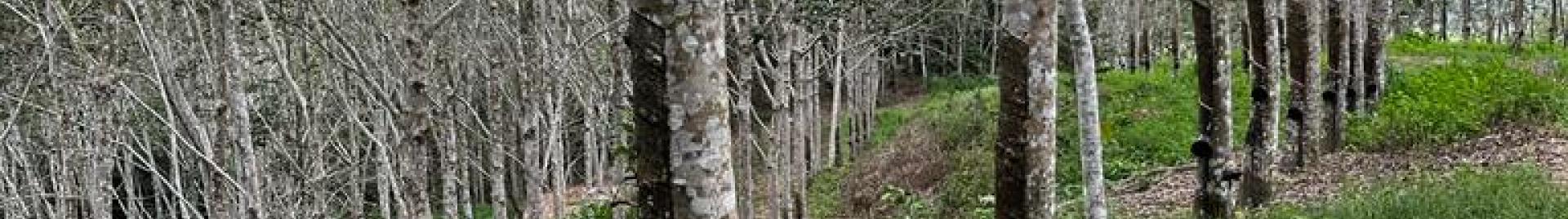 rubber plantation