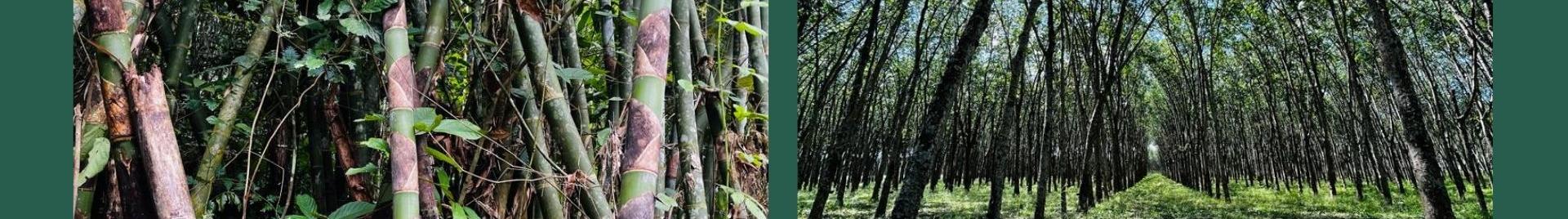bamboo rubberwood