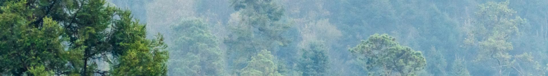 hero image - boreal canopy